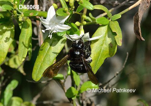 Xylocopa cubaecola